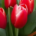 Тюльпаны к 8 марта оптом 