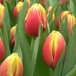 тюльпаны к 14 февраля и 8 марта