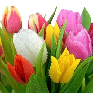 Продам тюльпаны к 8 марта оптом!