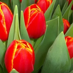 Тюльпаны оптом к 8 марта от пролизводителя в Беларуси, РБ