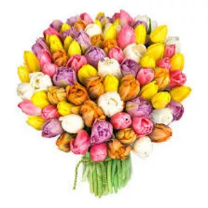 Цветы Тюльпаны к 8 марта,  оптом и в розницу.