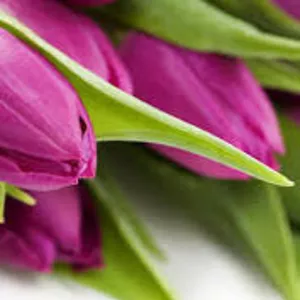 Продам тюльпаны оптом Пинск