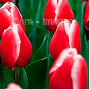 Тюльпаны оптом к 14 февраля и 8 марта!