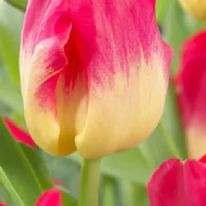 Тюльпаны оптом от производителя к 8 марта и 14 февраля