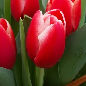 Тюльпаны к 8 марта оптом 