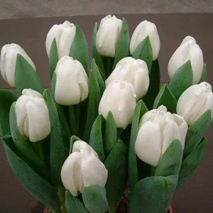 Тюльпаны голландских сортов к 8 марта.