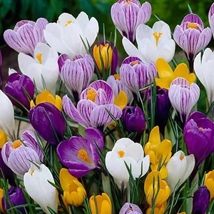 Цветы крокусы и гиацинты к 8-му марта
