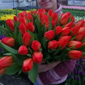 Цветы тюльпаны на 8 марта,  20 сортов