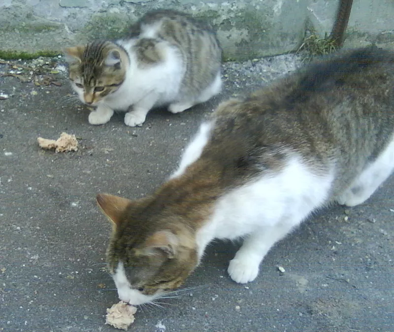 Кошка и котята ищут дом