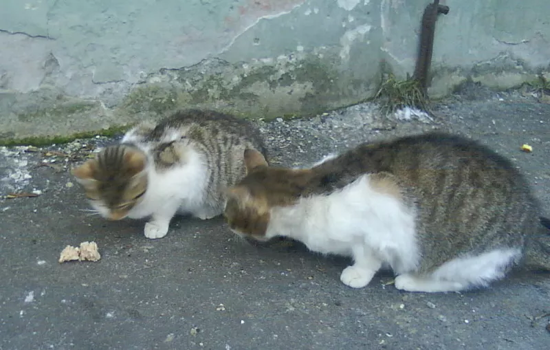 Кошка и котята ищут дом 2