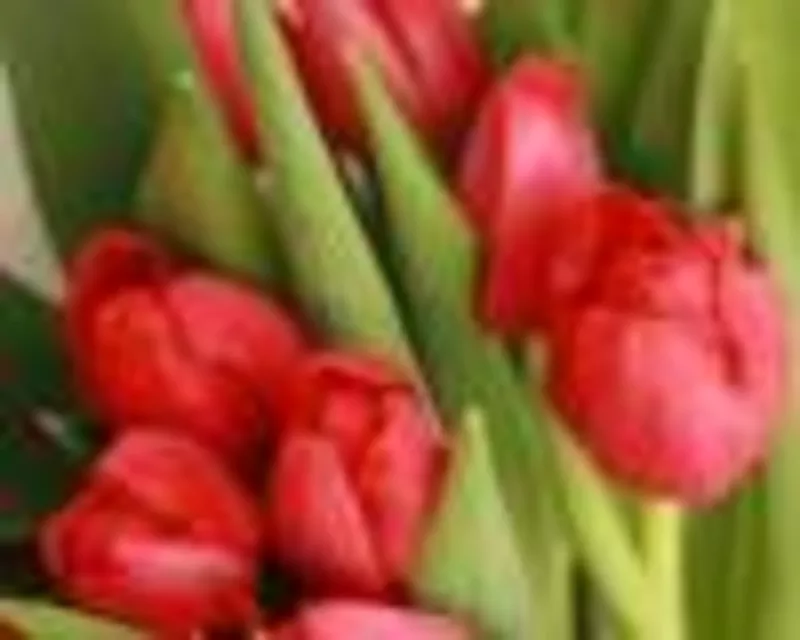 Продам тюльпаны к 8 марта 2