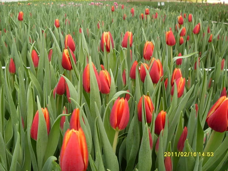 цветы тюльпаны к 8 марта 4