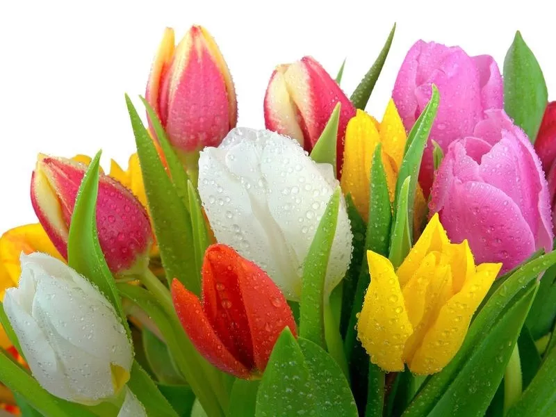 Продам тюльпаны к 8 марта оптом!