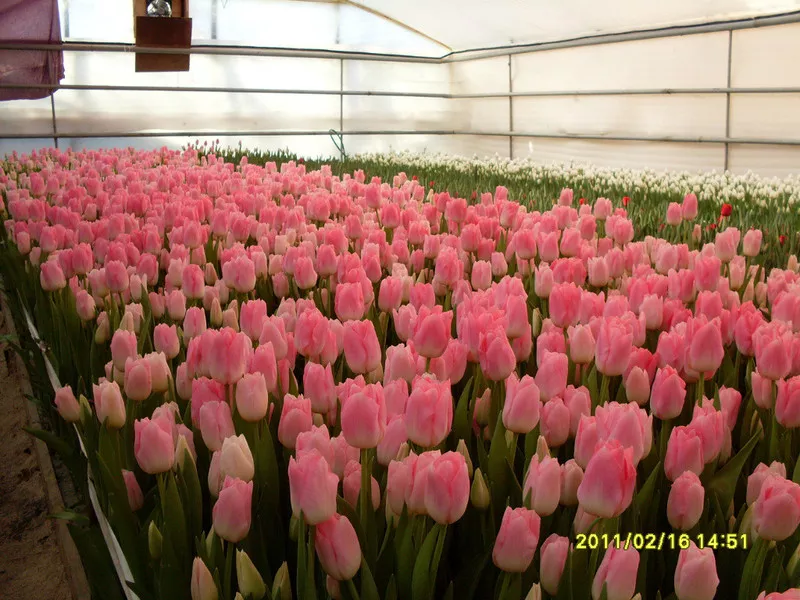 продам цветы тюльпаны к 8 марта.