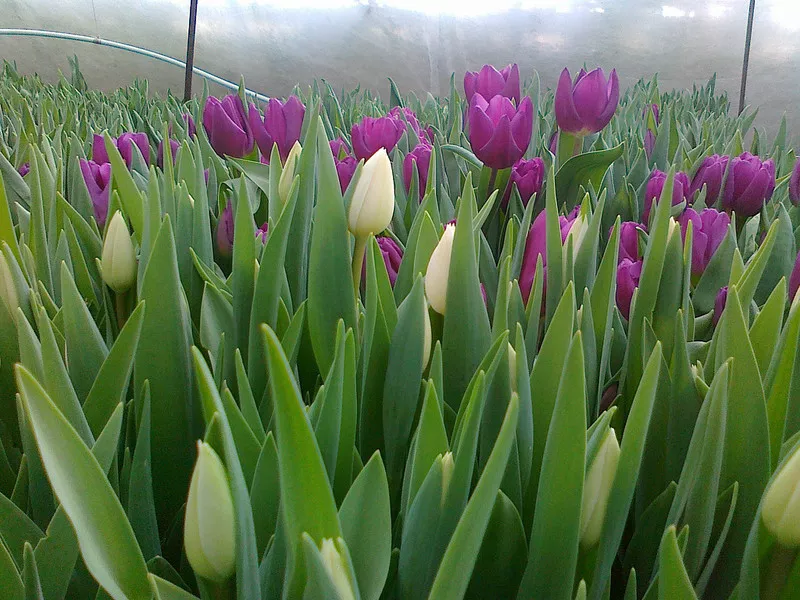 продам цветы тюльпаны к 8 марта. 2