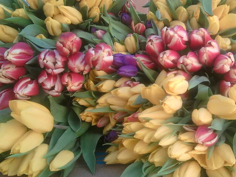 продам цветы тюльпаны к 8 марта. 3