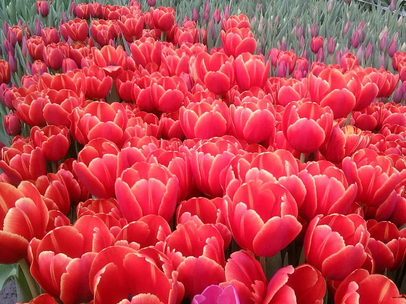 продам цветы тюльпаны к 8 марта. 4