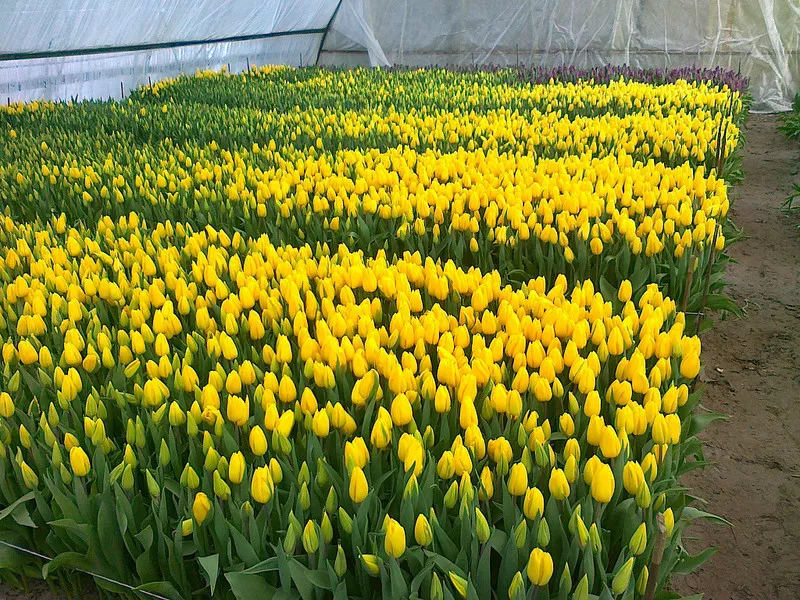 продам цветы тюльпаны к 8 марта. 5