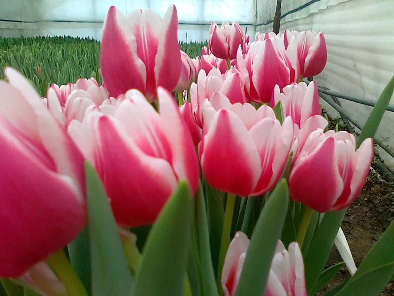 продам цветы тюльпаны к 8 марта. 6
