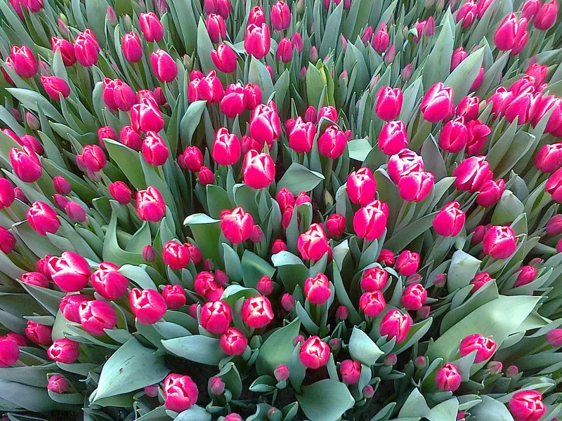 продам цветы тюльпаны к 8 марта. 8