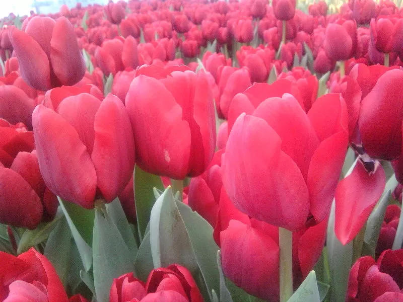 продам цветы тюльпаны к 8 марта. 10