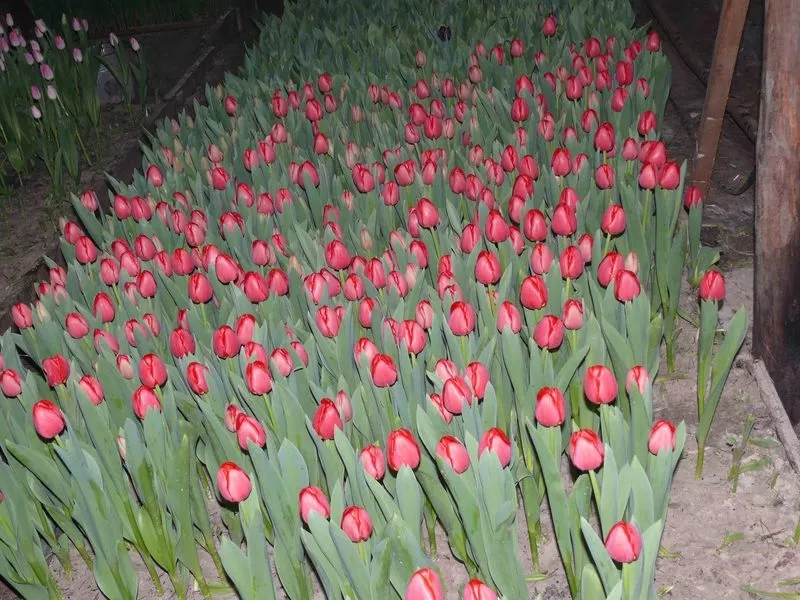 Тюльпаны оптом к 8 марта 3