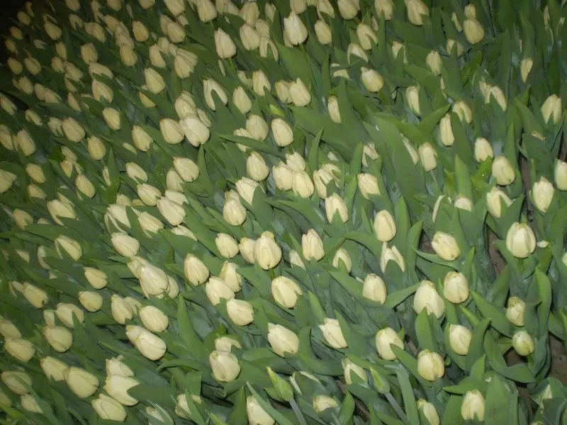 Тюльпаны оптом к 8 марта 4
