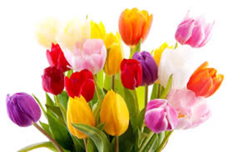Цветы Тюльпаны к 8 марта,  оптом и в розницу. 2