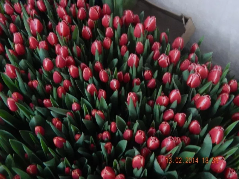 Тюльпаны к 14 февраля и 8 Марта!!