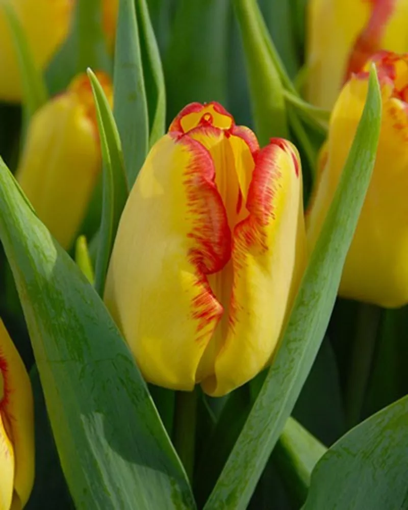 Тюльпаны оптом от производителя к 8 марта и 14 февраля 2