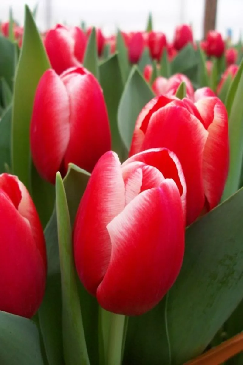 Тюльпаны оптом от производителя к 8 марта и 14 февраля 3