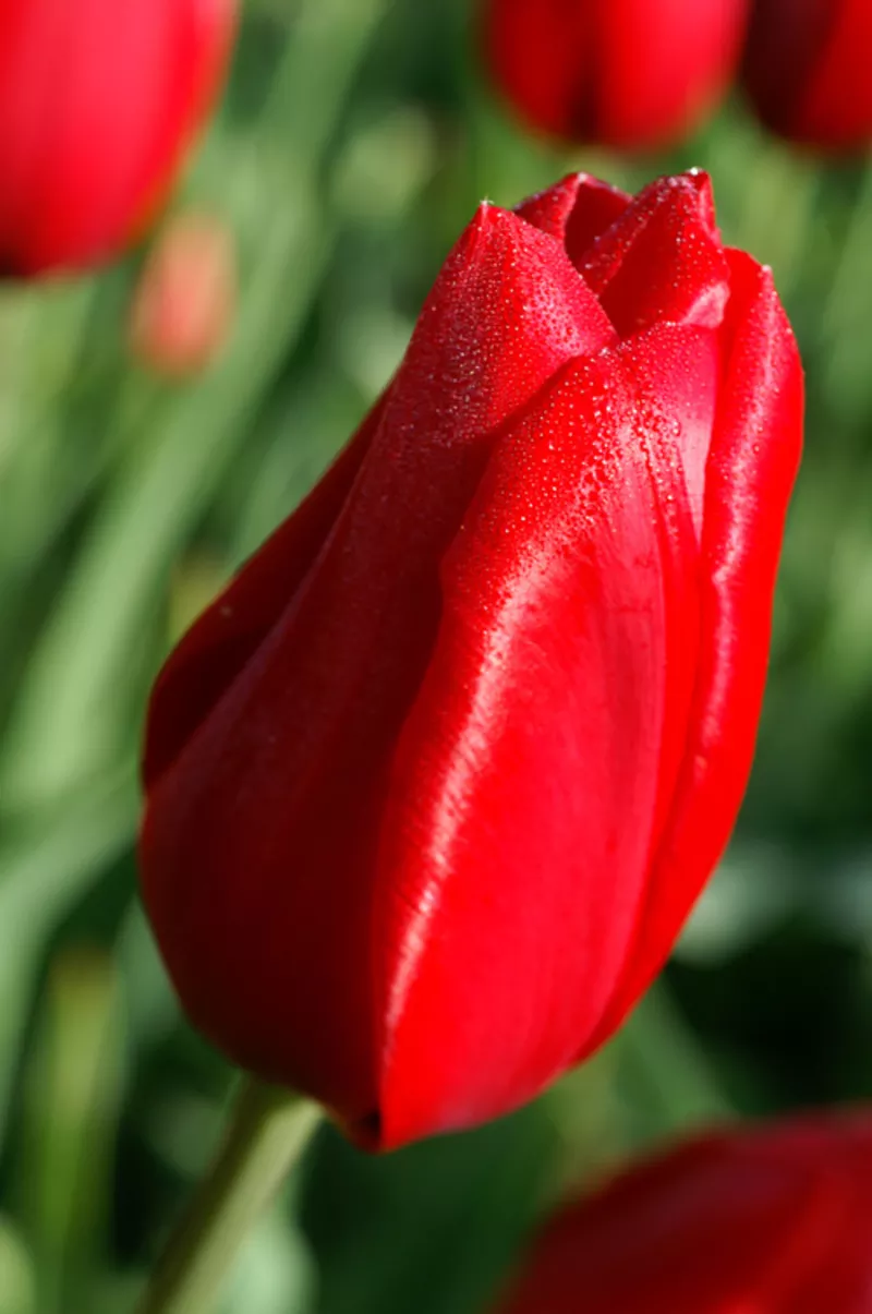 Тюльпаны оптом от производителя к 8 марта и 14 февраля 4