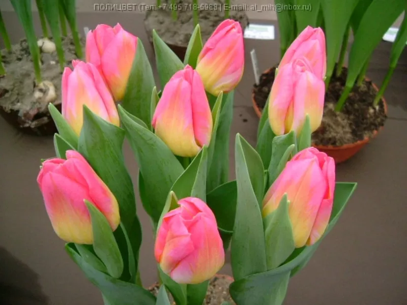 Тюльпаны оптом от производителя к 8 марта и 14 февраля 5