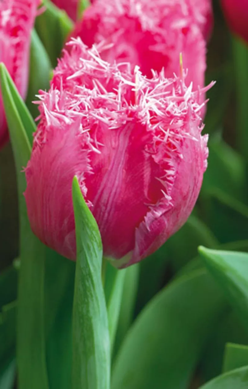 Тюльпаны оптом от производителя к 8 марта и 14 февраля 6