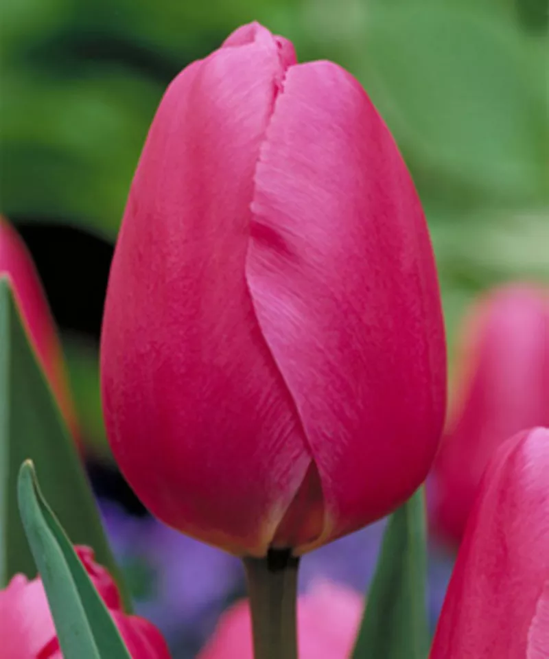 Тюльпаны оптом от производителя к 8 марта и 14 февраля 8