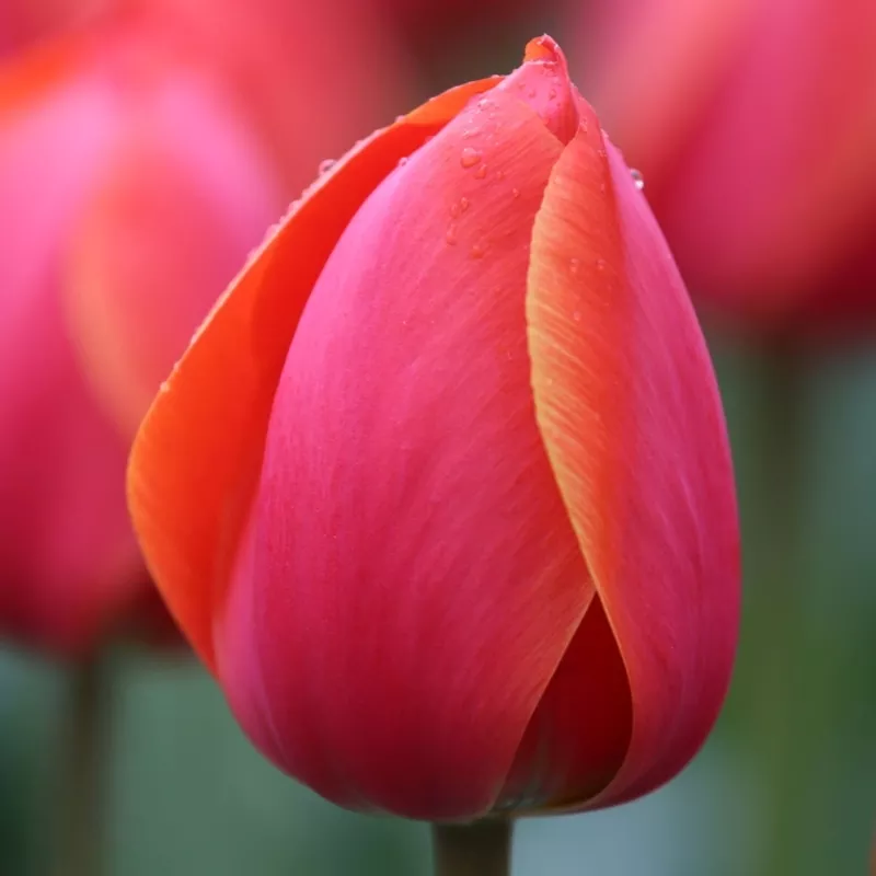 Тюльпаны оптом от производителя к 8 марта и 14 февраля 9