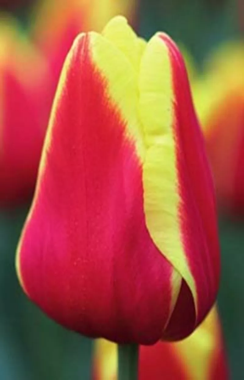 Тюльпаны оптом от производителя к 8 марта и 14 февраля 10