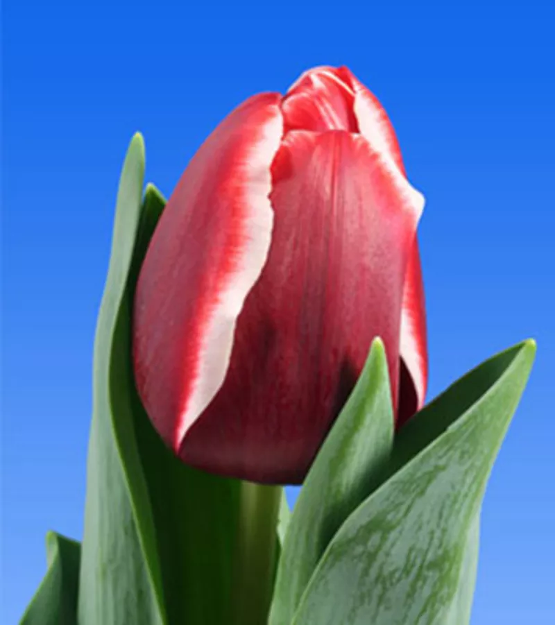 Тюльпаны оптом от производителя к 8 марта и 14 февраля 11