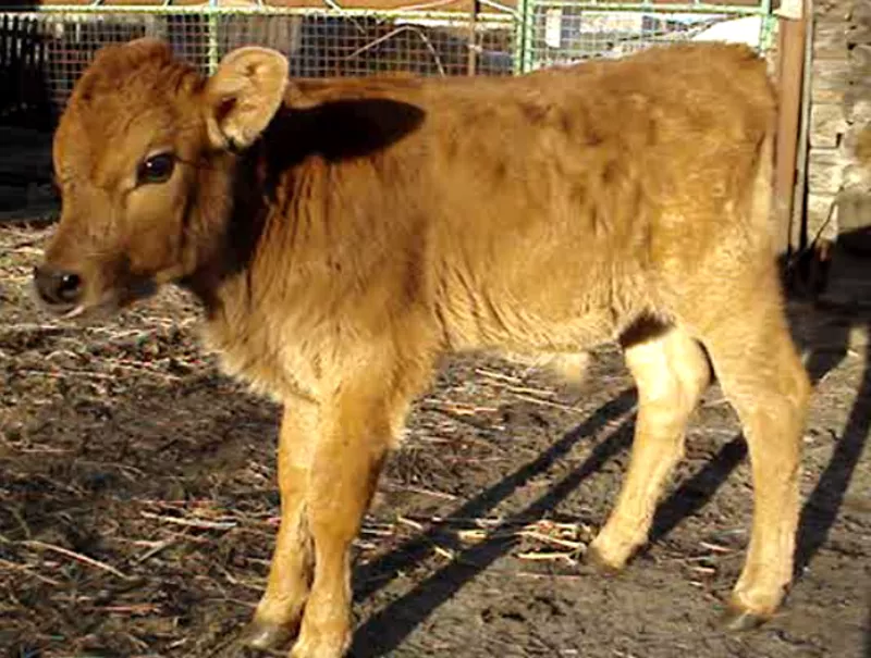 Корова джерсейской породы (бычок второй помеси 75% джерси)