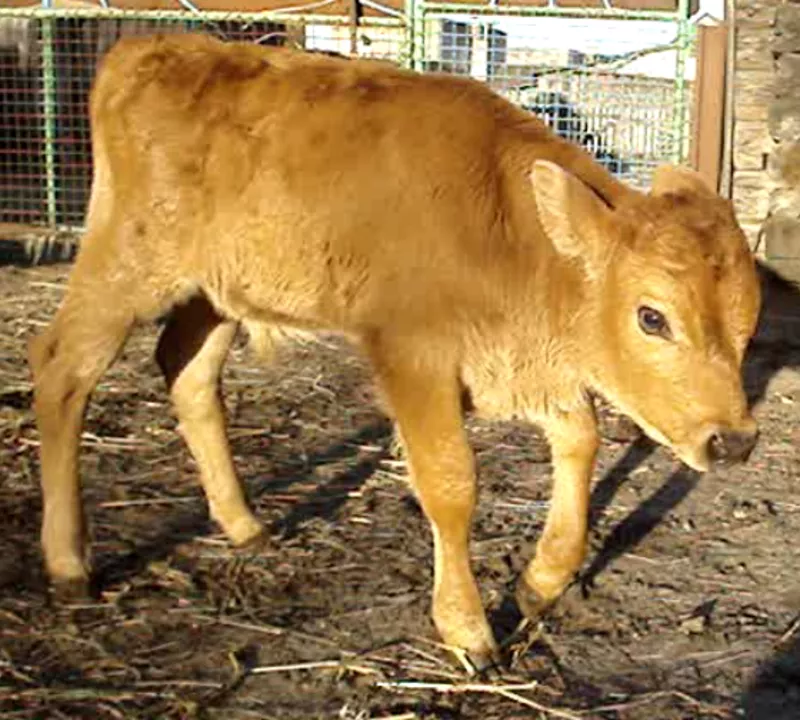 Корова джерсейской породы (бычок второй помеси 75% джерси) 2