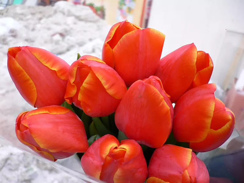 Тюльпаны голландских сортов к 8 марта. 3