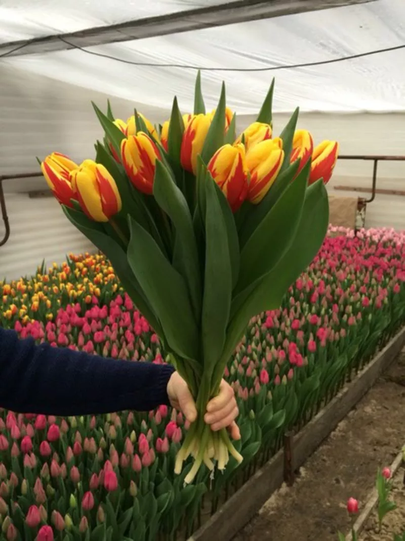 Цветы тюльпаны на 8 марта,  20 сортов 3