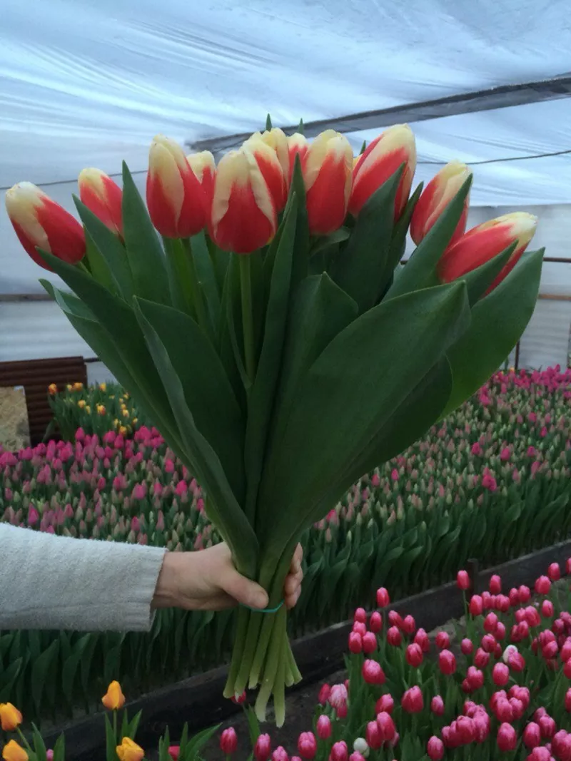 Цветы тюльпаны на 8 марта,  20 сортов 4