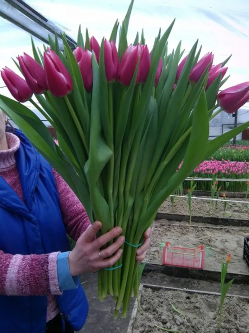 Цветы тюльпаны на 8 марта,  20 сортов 5