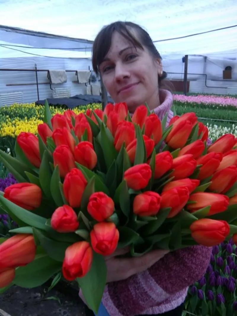 Цветы тюльпаны на 8 марта,  20 сортов