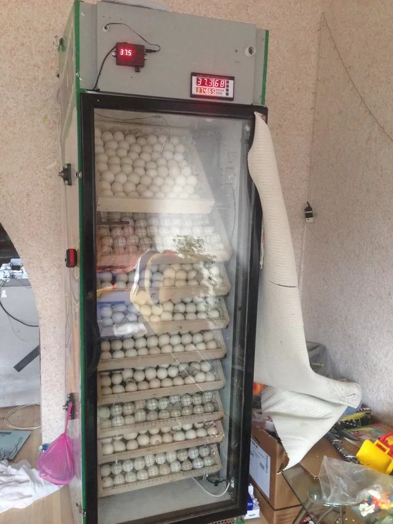 Продам инкубатор на 1000 яиц ,  полностью автоматизированный.