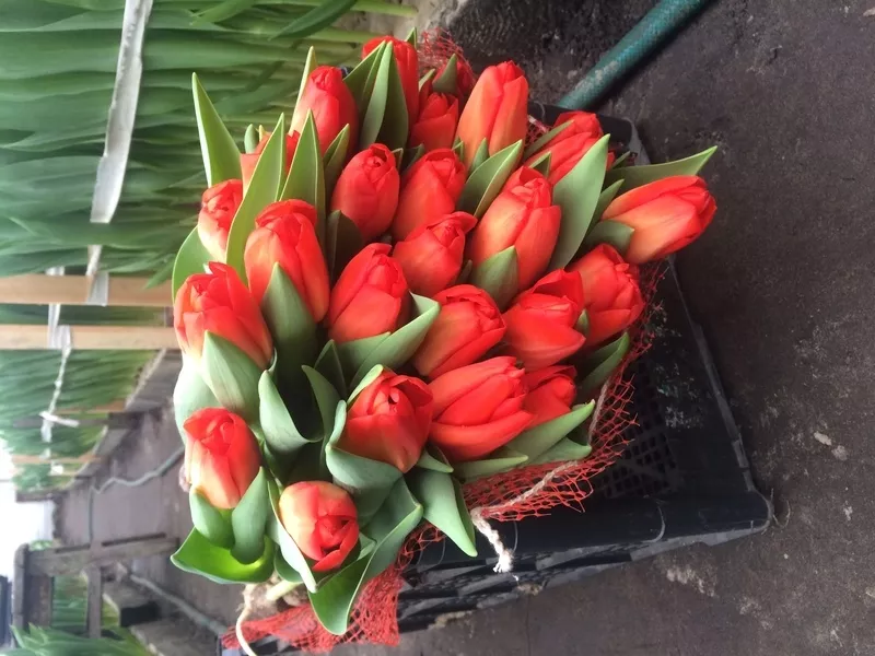 Цветы тюльпаны на 8 марта,  20 сортов 6