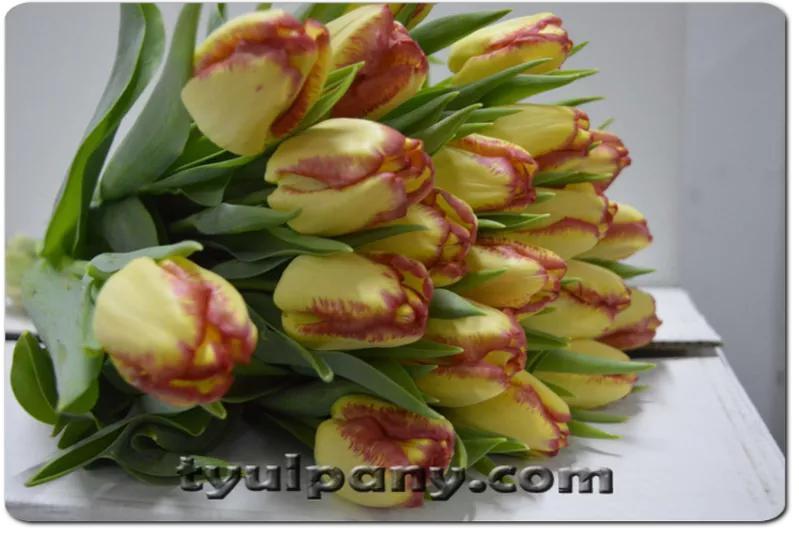 Тюльпаны оптом от производителя к 8 марта