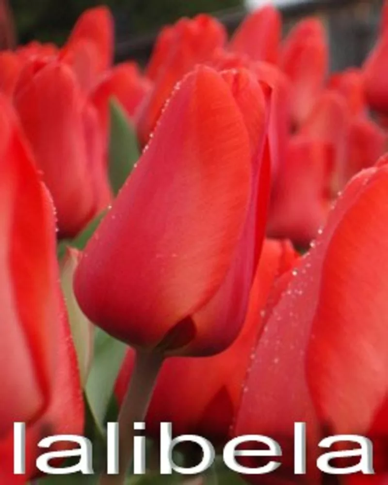 Тюльпаны оптом и в розницу к 8 марта 7