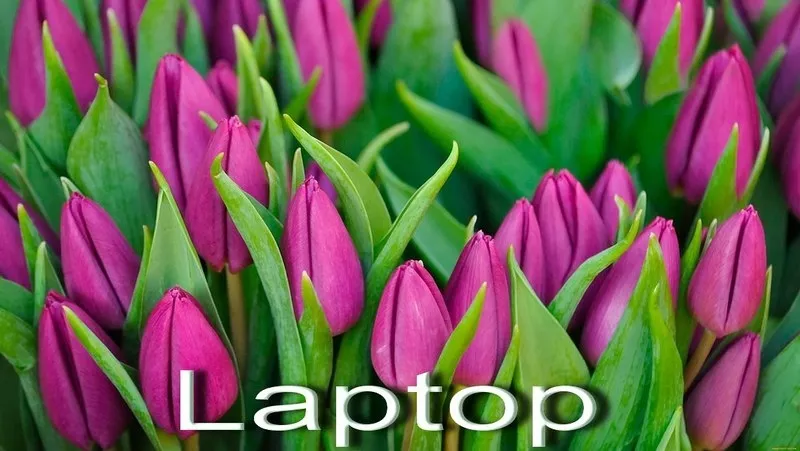 Тюльпаны оптом и в розницу к 8 марта 10